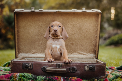 Magyar Vizsla Welpen - Rüde