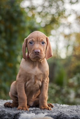 Magyar Vizsla Welpen - Rüde