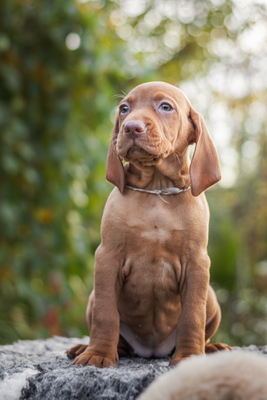 Magyar Vizsla Welpen - Rüde