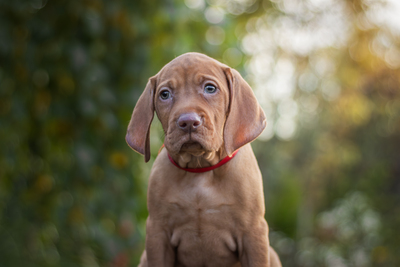 Magyar Vizsla Welpen - Rüde