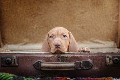 Magyar Vizsla Welpen - Rüde