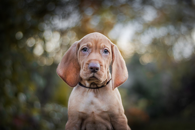 Magyar Vizsla Welpen - Rüde