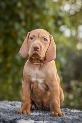 Magyar Vizsla Welpen - Rüde