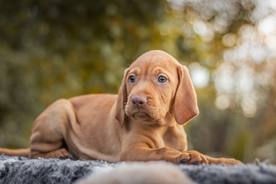 Magyar Vizsla Welpen - Rüde