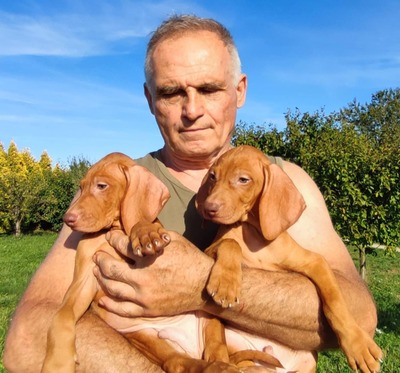 Magyar Vizsla Welpen - Rüde