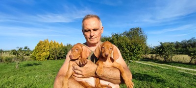 Magyar Vizsla Welpen - Rüde