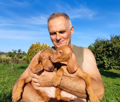 Magyar Vizsla Welpen - Rüde
