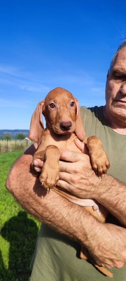 Magyar Vizsla Welpen - Rüde
