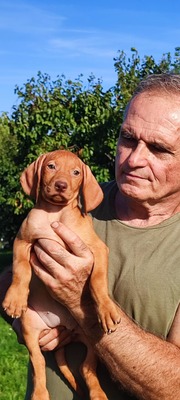 Magyar Vizsla Welpen - Rüde