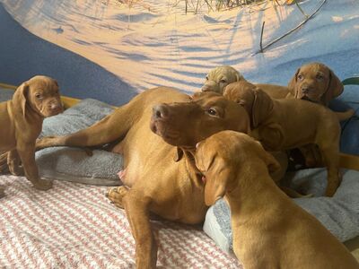 Magyar Vizsla Welpen - Rüde