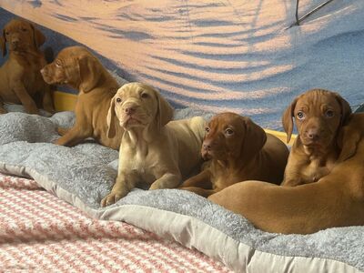 Magyar Vizsla Welpen - Rüde