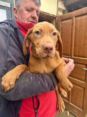 Magyar Vizsla Welpen - Rüde