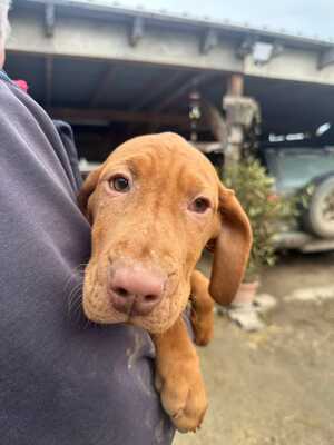 Magyar Vizsla Welpen - Rüde