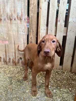 Magyar Vizsla Welpen - Rüde