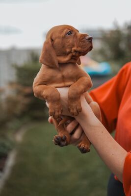 Magyar Vizsla - Welpen, Viszla Welpen - Rüde