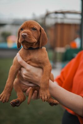 Magyar Vizsla - Welpen, Viszla Welpen - Rüde