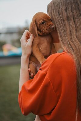 Magyar Vizsla - Welpen, Viszla Welpen - Rüde