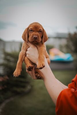 Magyar Vizsla - Welpen, Viszla Welpen - Rüde