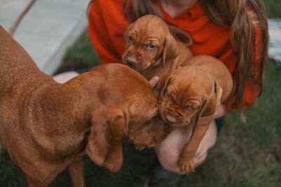 Magyar Vizsla - Welpen, Viszla Welpen - Rüde