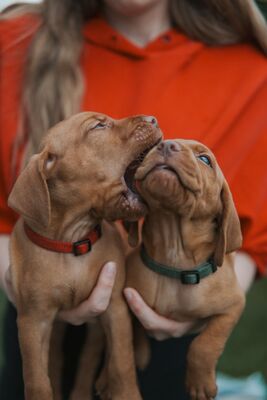 Magyar Vizsla - Welpen, Viszla Welpen - Rüde