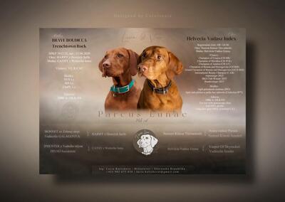 Magyar Vizsla - Welpen, Viszla Welpen - Rüde