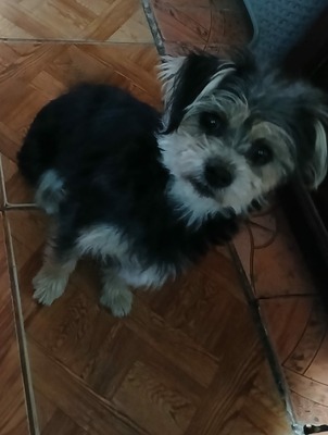 🌸 Maia, ein kleines Zwergerl, das endlich ankommen möchte 🌸