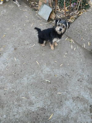 🌸 Maia, ein kleines Zwergerl, das endlich ankommen möchte 🌸, Yorkie - Mischling - Hündin