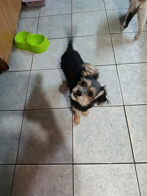 🌸 Maia, ein kleines Zwergerl, das endlich ankommen möchte 🌸, Yorkie - Mischling - Hündin