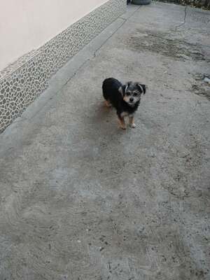 🌸 Maia, ein kleines Zwergerl, das endlich ankommen möchte 🌸, Yorkie - Mischling - Hündin