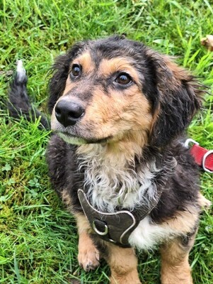 Maiko, Mischling Welpen - Rüde