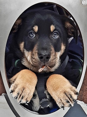 Mailo, Bernersennen- Golden Retriever Welpen - Rüde