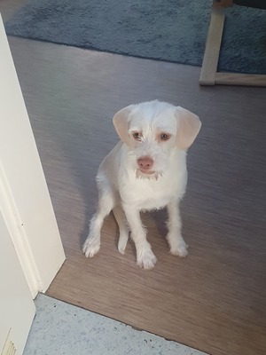 Mailo, Unbekannt - Rüde