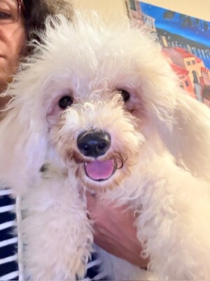 Maja, 5 Monate alt, Bichon Welpen - Hündin