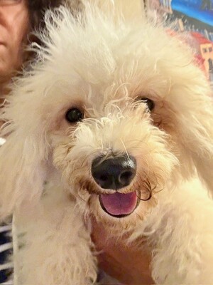 Maja, 5 Monate alt, Bichon Welpen - Hündin