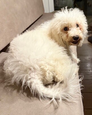 Maja, 5 Monate alt, Bichon Welpen - Hündin
