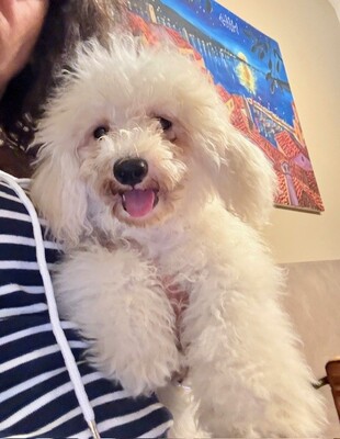 Maja, 5 Monate alt, Bichon Welpen - Hündin