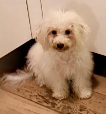 Maja, 5 Monate alt, Bichon Welpen - Hündin
