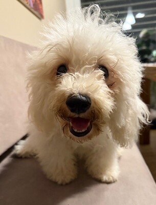 Maja, 5 Monate alt, Bichon Welpen - Hündin