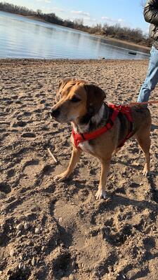 Maja, Labrador und unbekannt - Hündin