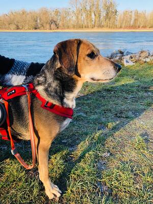 Maja, Labrador und unbekannt - Hündin