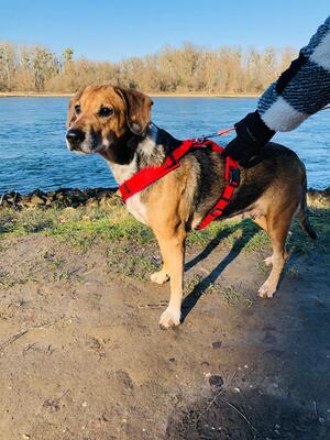 Maja, Labrador und unbekannt - Hündin