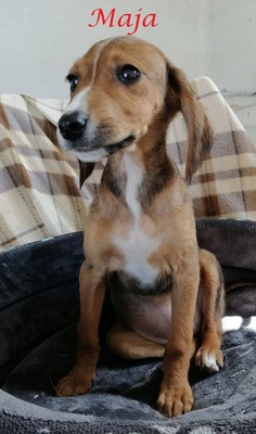Maja, Mischling - Hündin