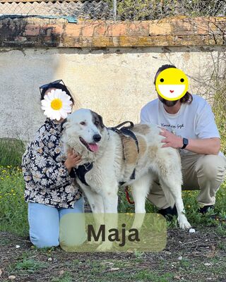 Maja
