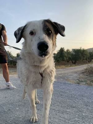 Maja, Mischling - Hündin