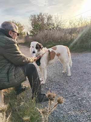 Maja, Mischling - Hündin