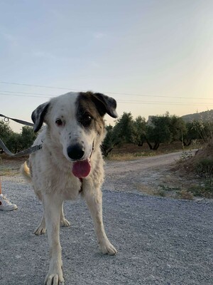 Maja, Mischling - Hündin