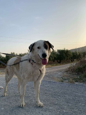 Maja, Mischling - Hündin