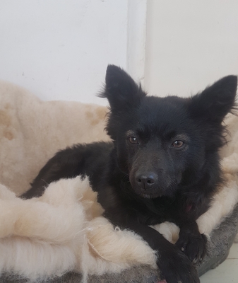 Maja, Mudi - Hündin