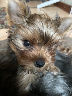 Maja, Yorkshire Terrier Welpen - Hündin