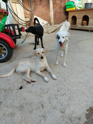 Maja - sanft, liebevoll und bereit für ein echtes Zuhause, Mischling - Hündin